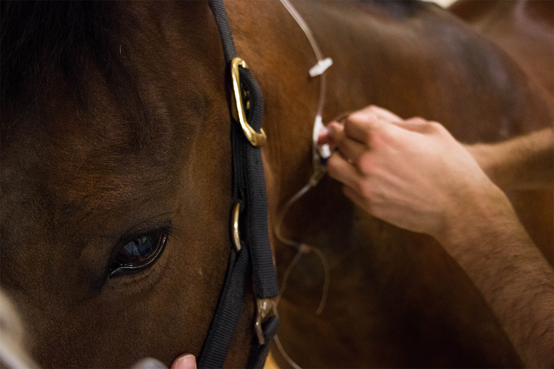 Animal protection act change will clarify veterinarian’s role WCVM